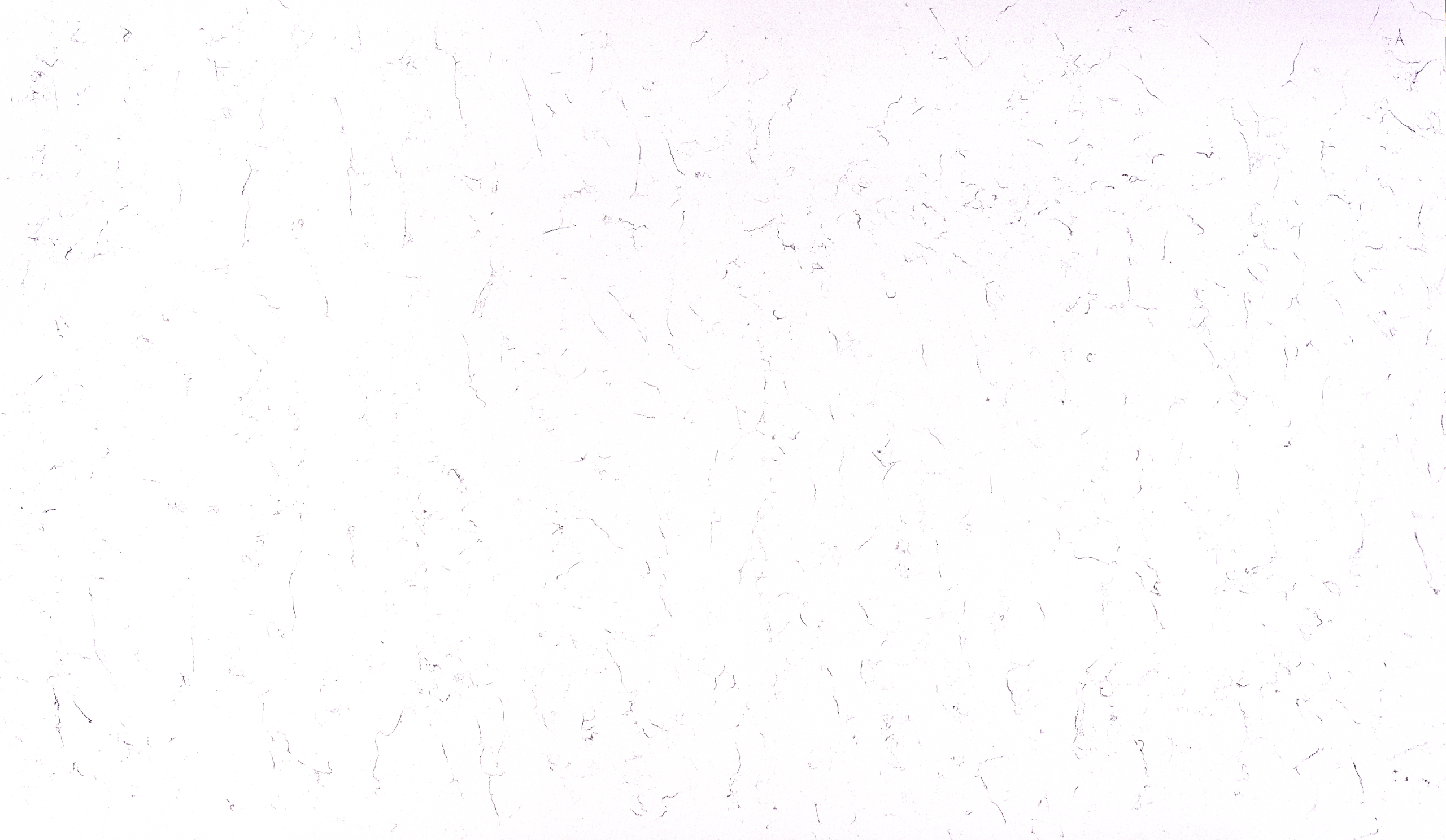 CARARA PLASMA QUARTZ
