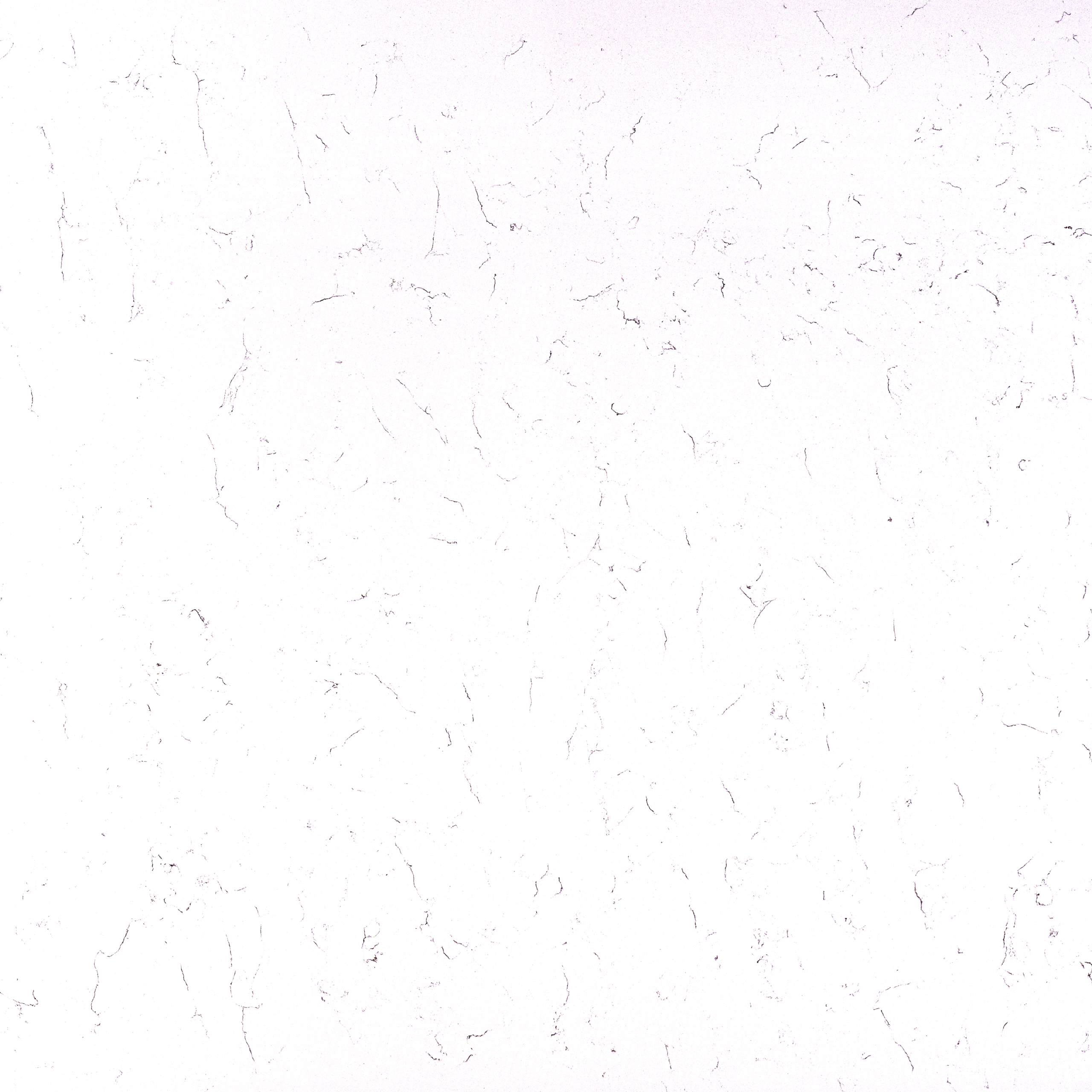 CARARA PLASMA QUARTZ