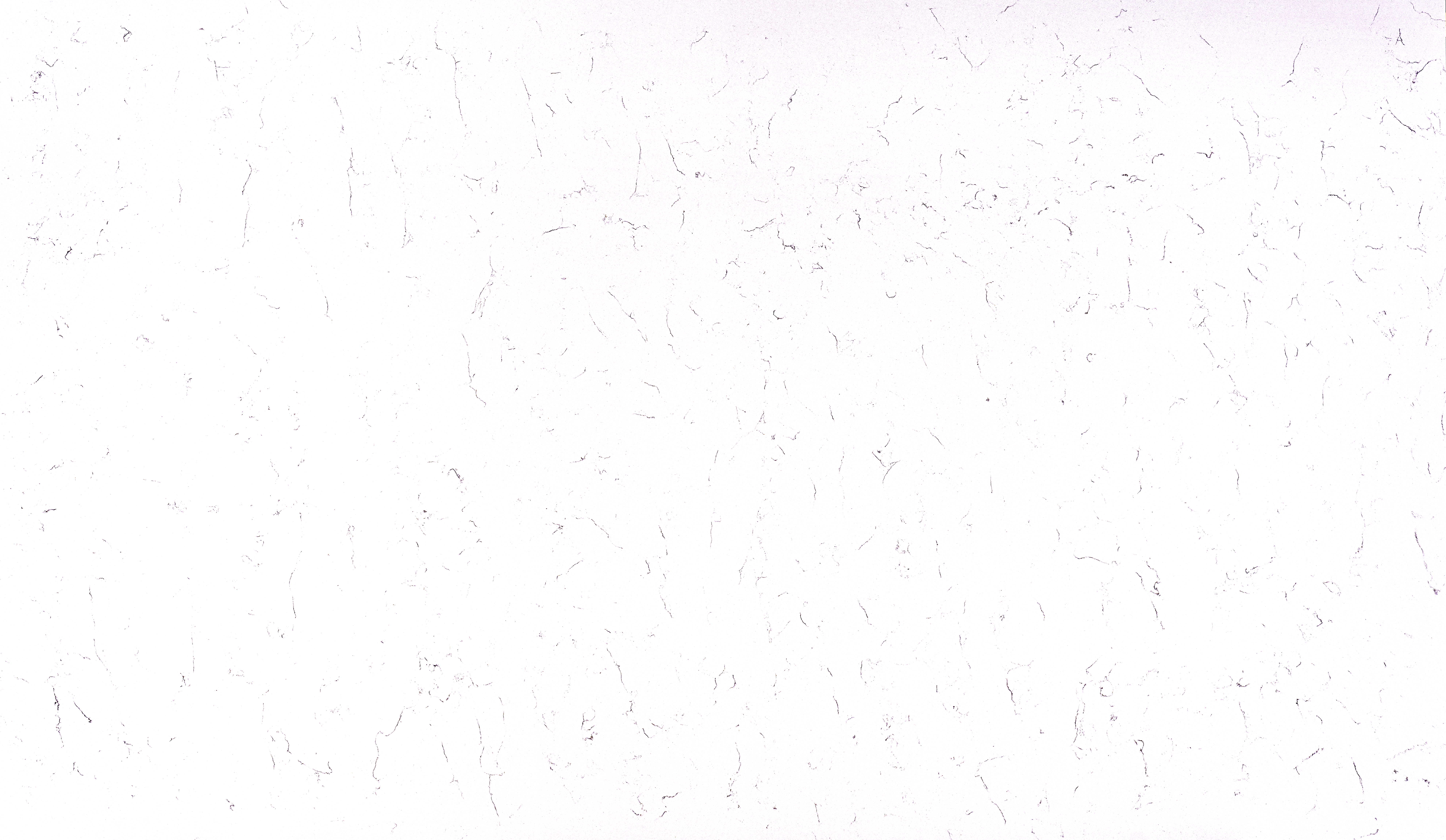 CARARA PLASMA QUARTZ